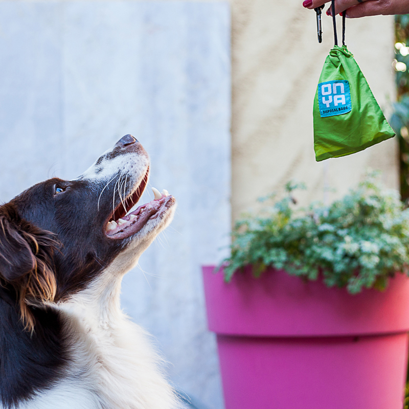 how to dispose of dog poop bags