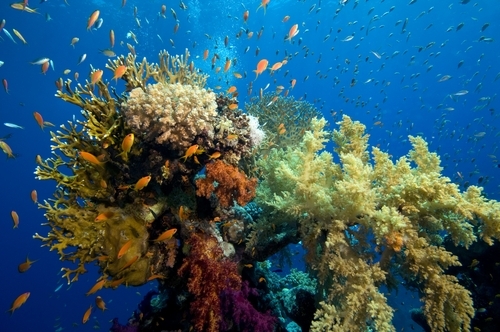 FAQs: Great Barrier Reef